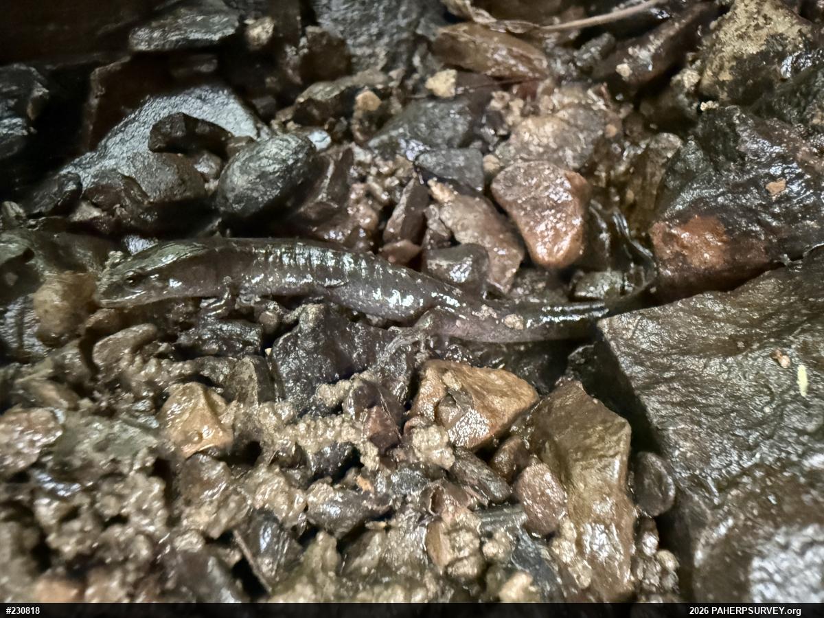 Northern Dusky Salamander