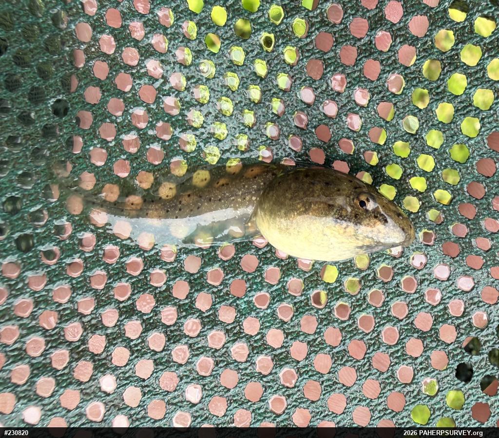American Bullfrog