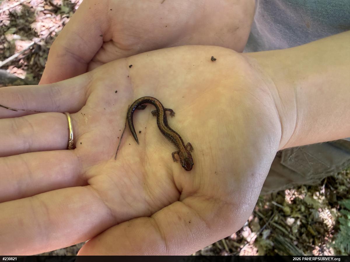Eastern Red-backed  Salamander