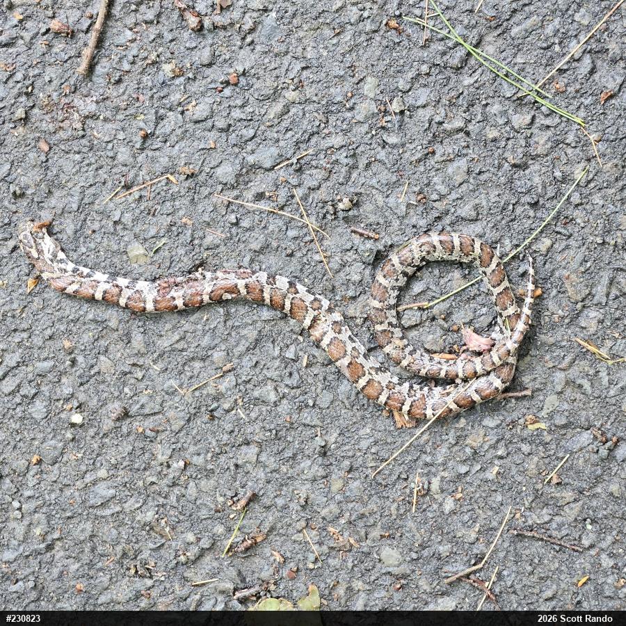 Eastern Milksnake