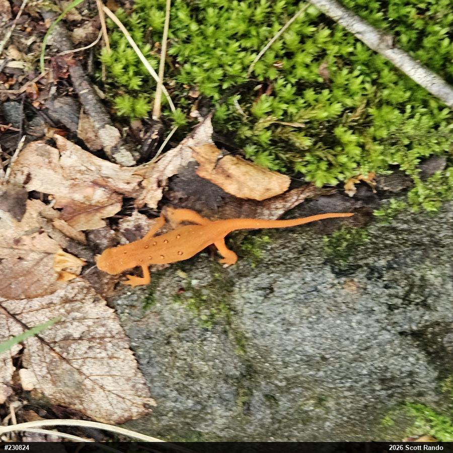 Red-spotted Newt