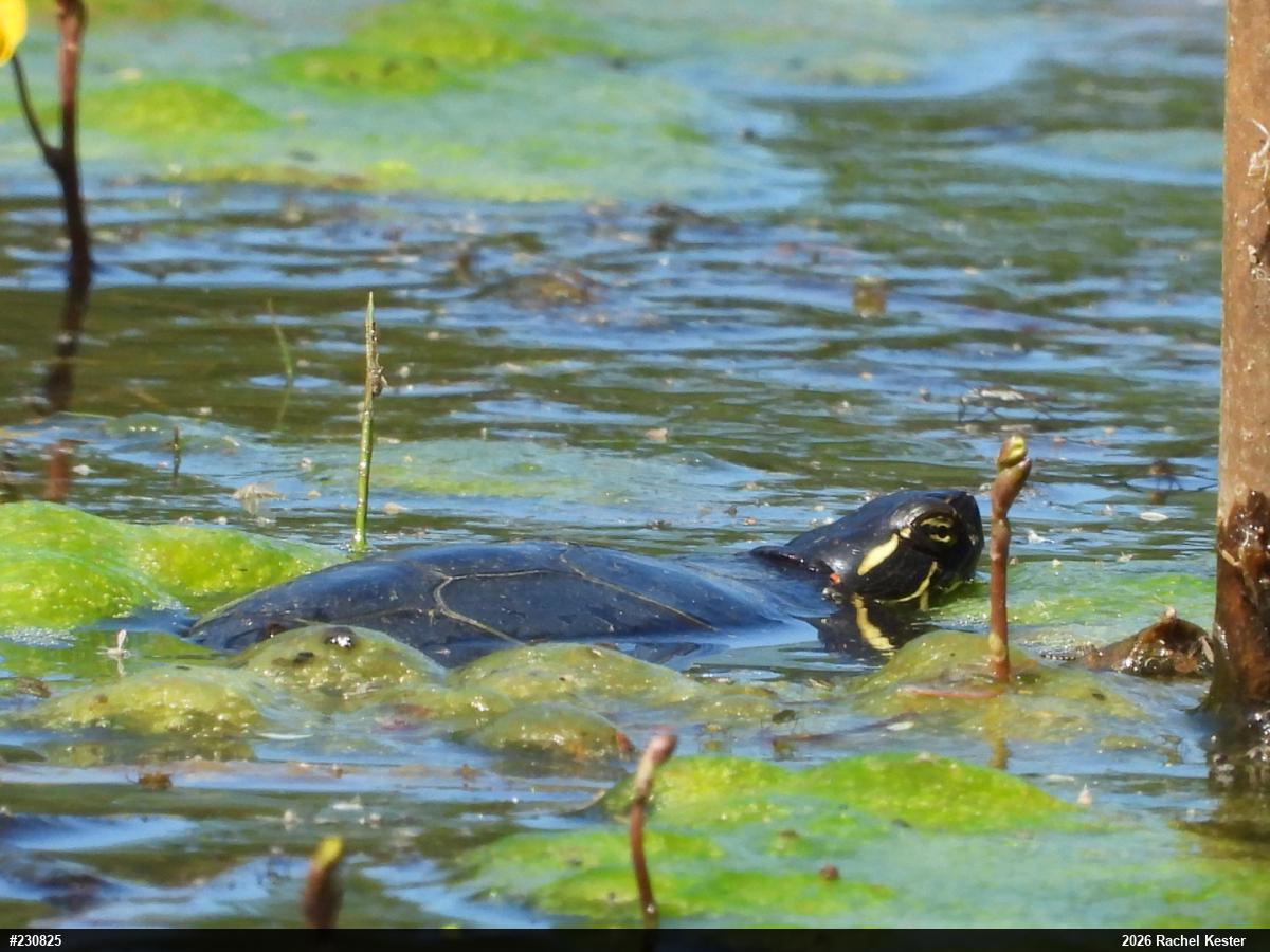 Midland Painted Turtle
