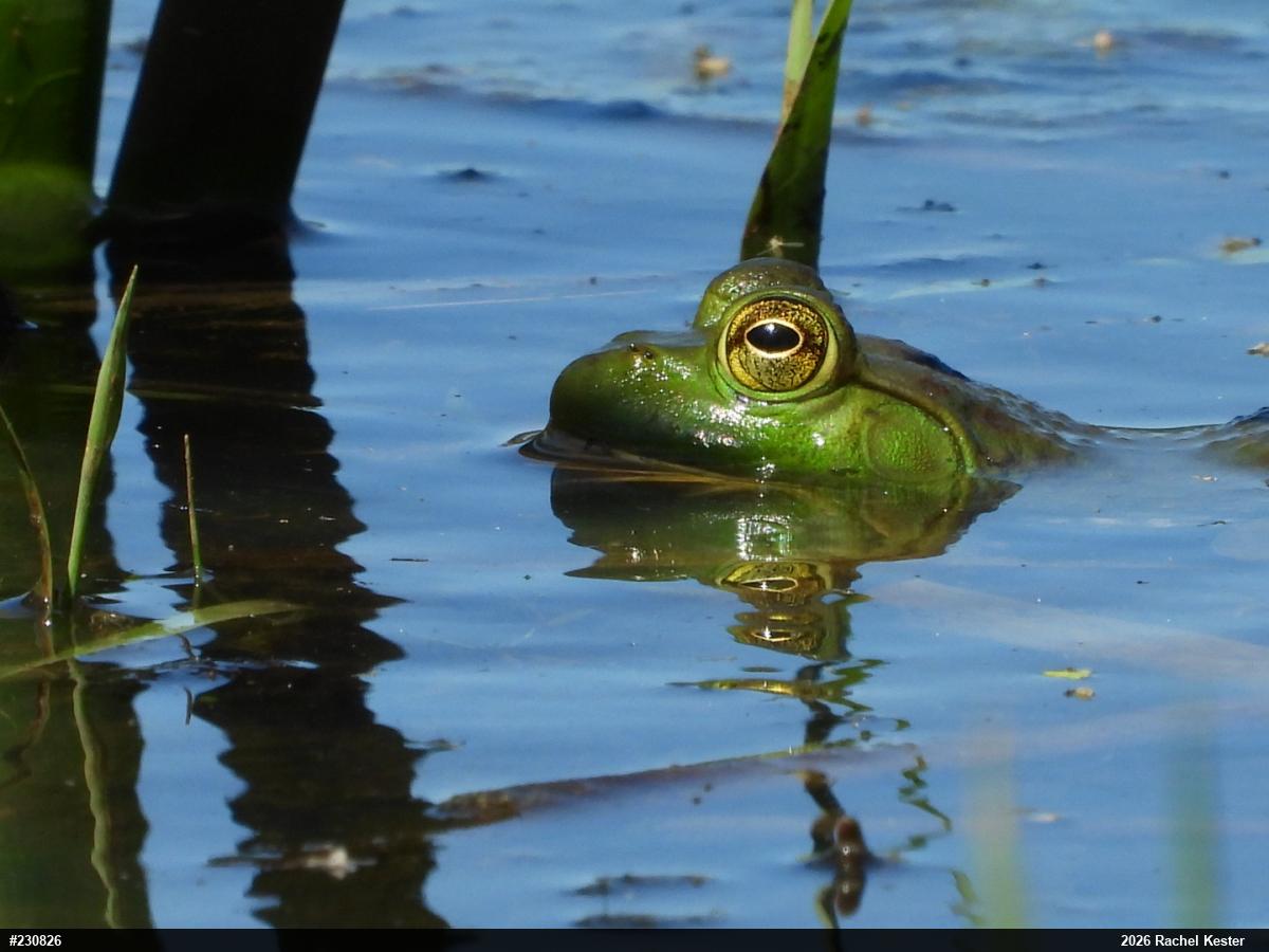 American Bullfrog