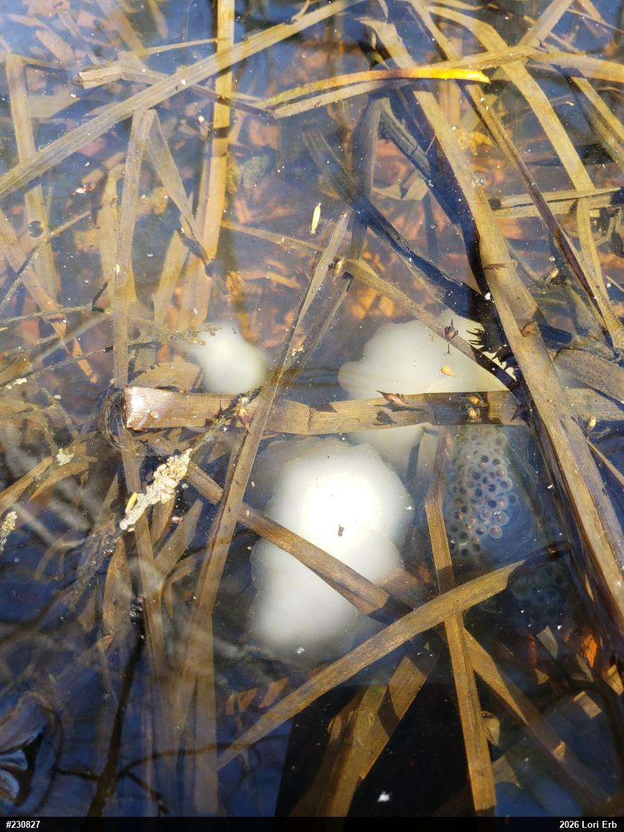 Spotted Salamander