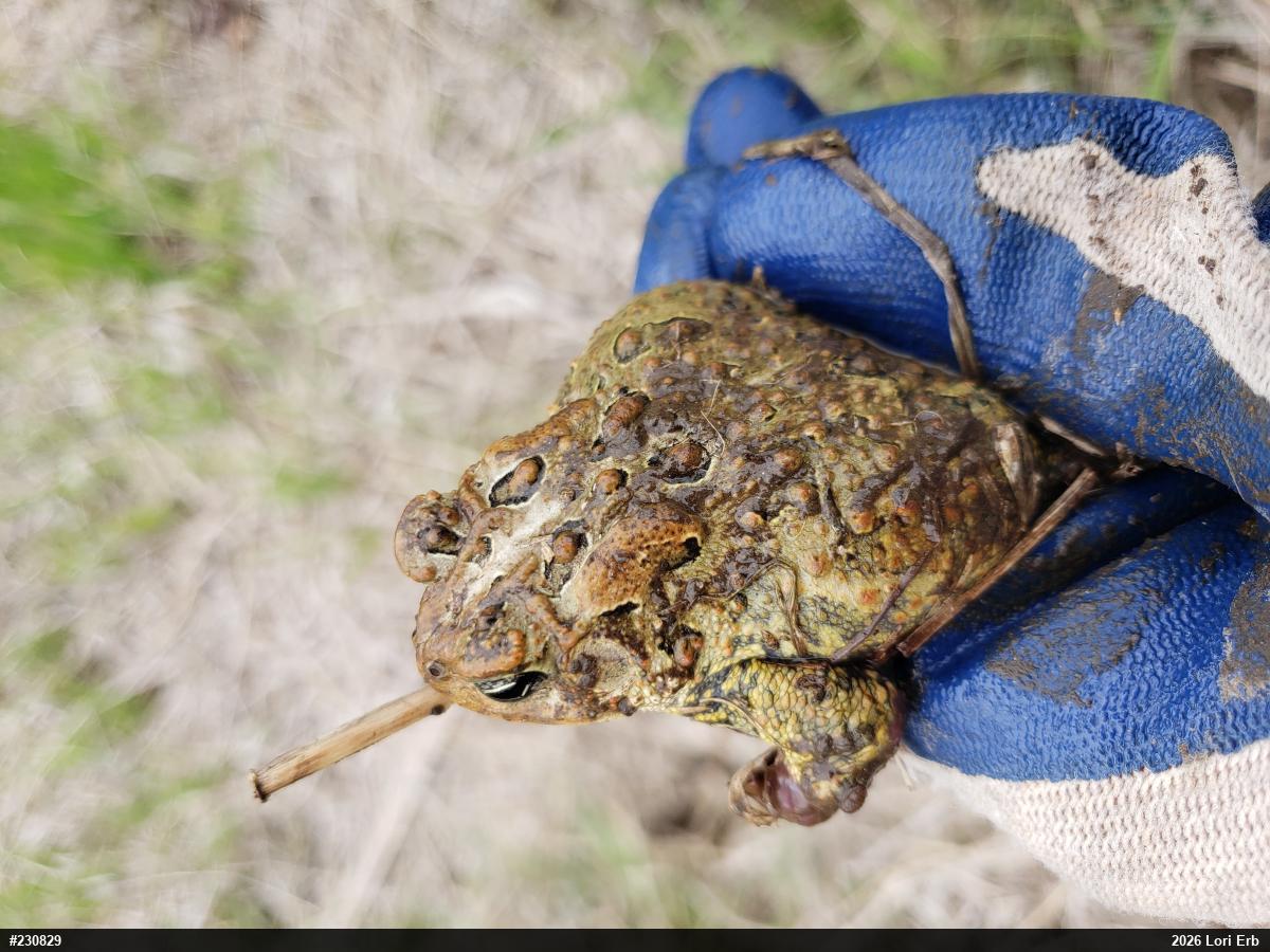 Eastern American Toad