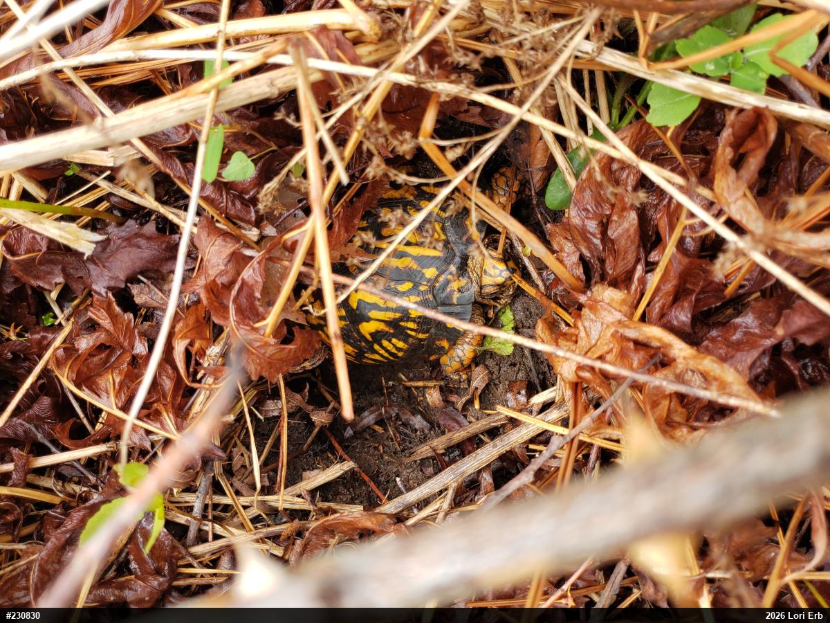 Eastern Box Turtle