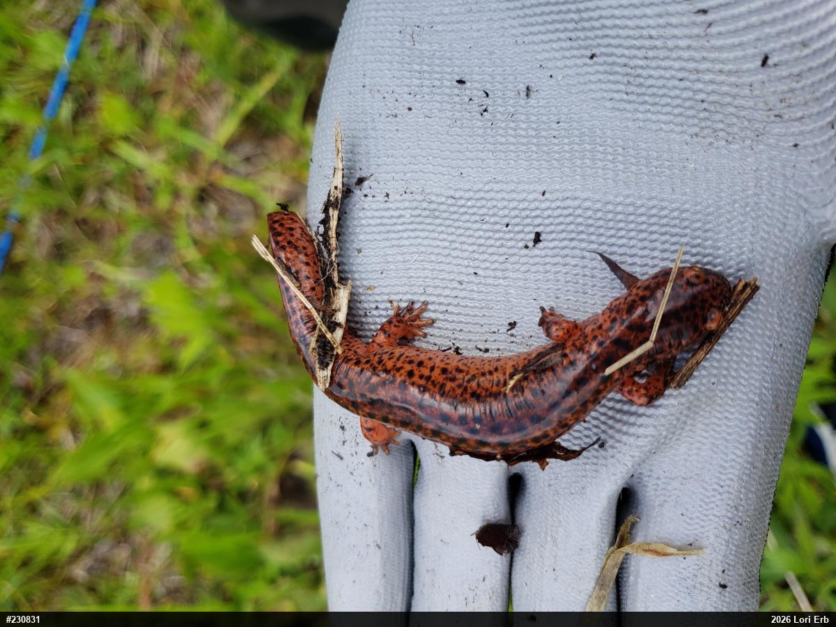 Northern Red Salamander