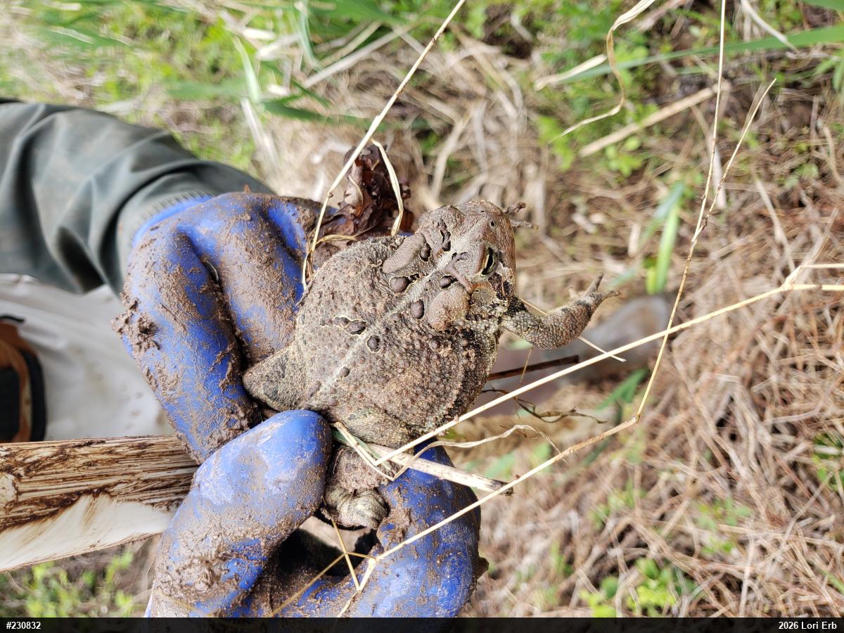 Eastern American Toad