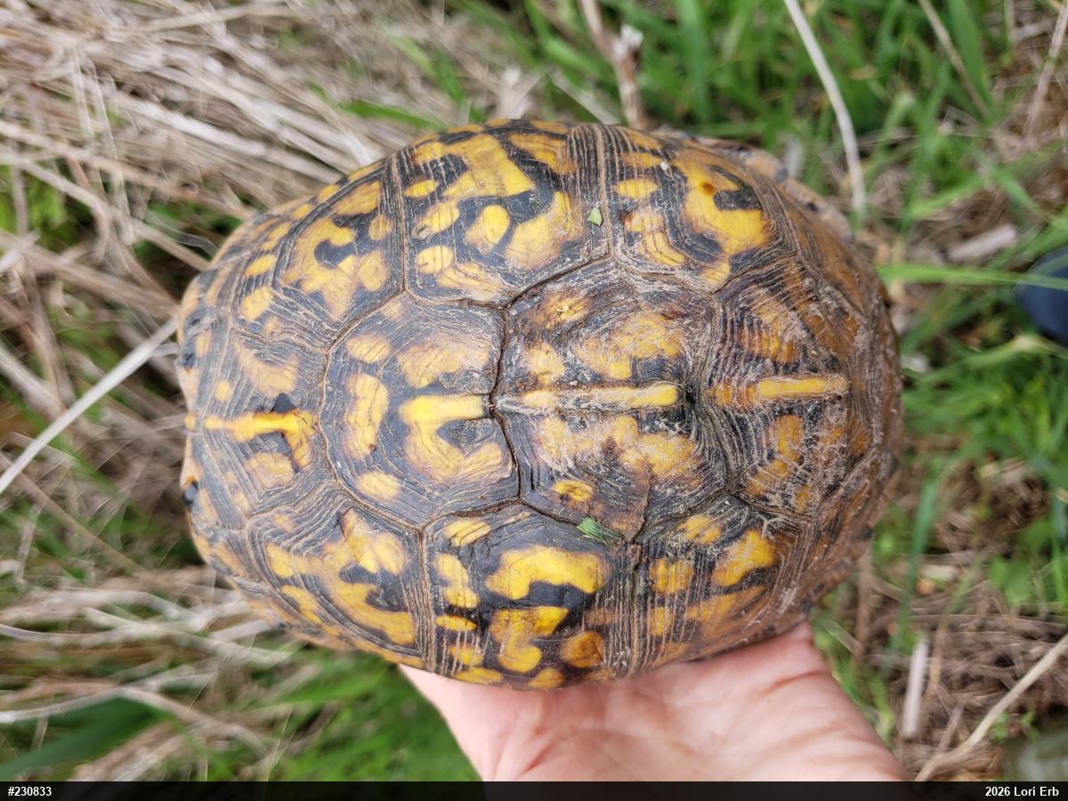 Eastern Box Turtle