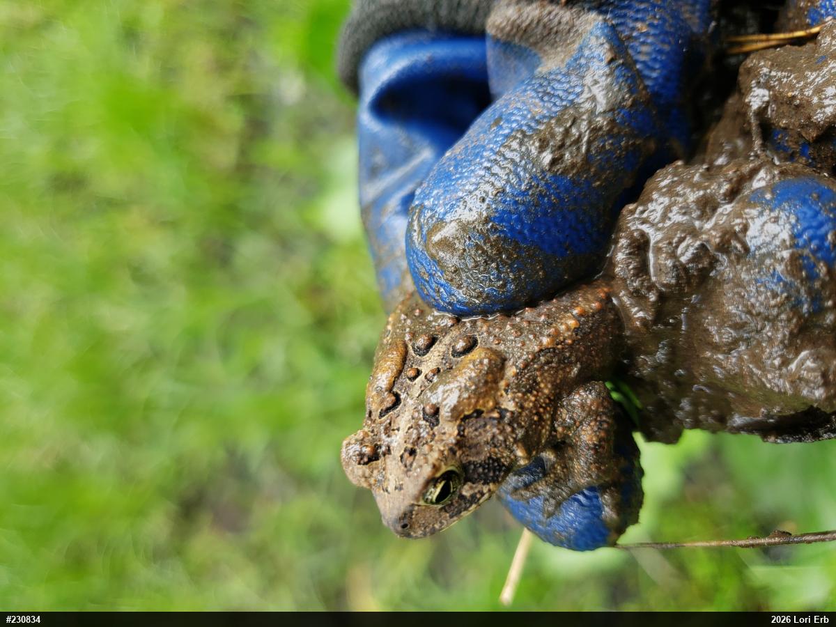 Eastern American Toad