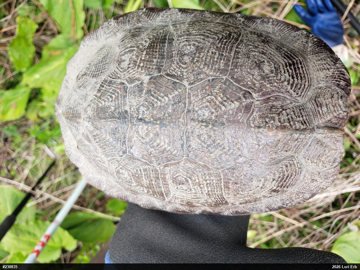 Wood Turtle