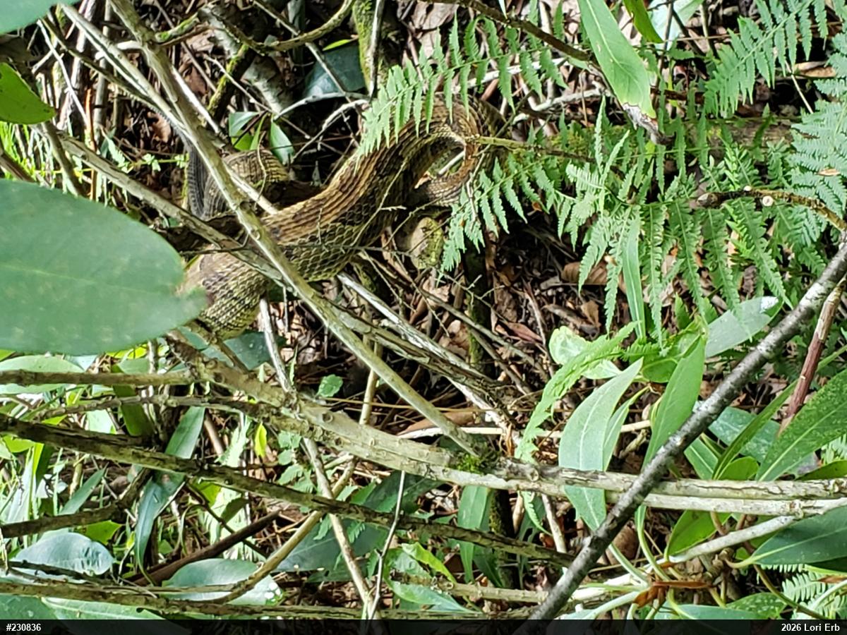 Timber Rattlesnake