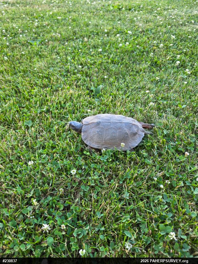 Wood Turtle