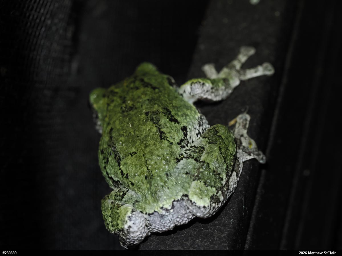 Gray Treefrog