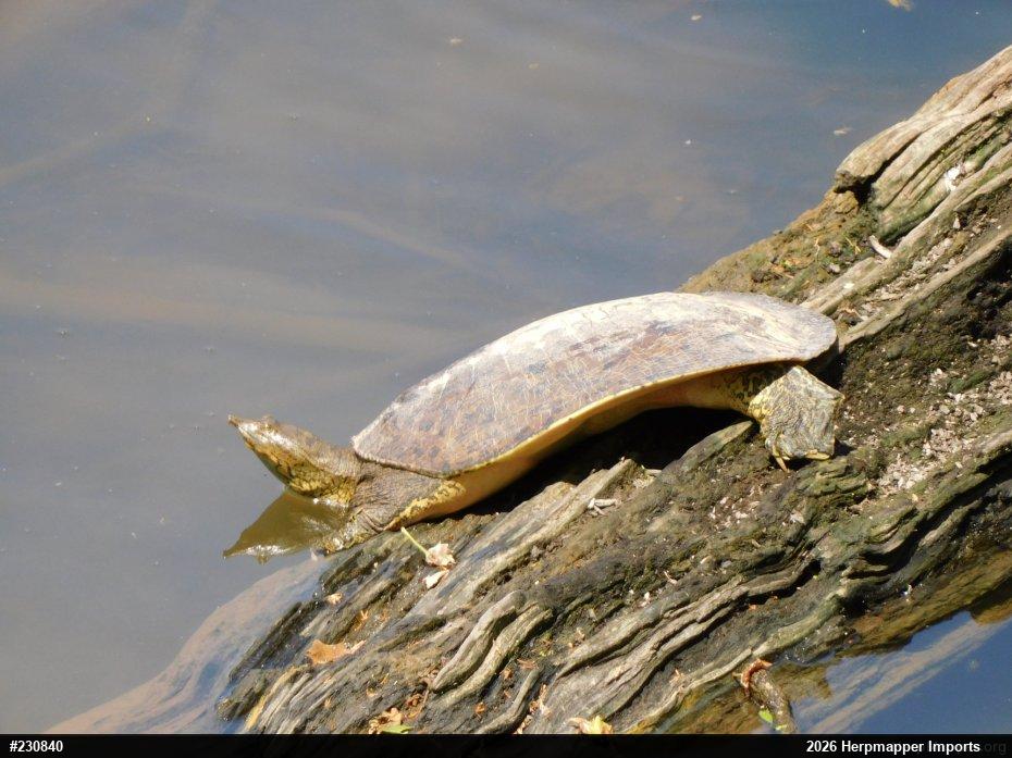 Eastern Spiny Softshell