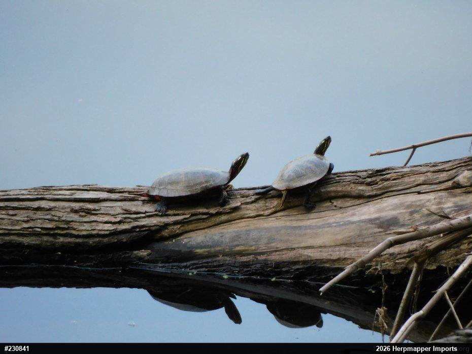 Eastern Painted Turtle
