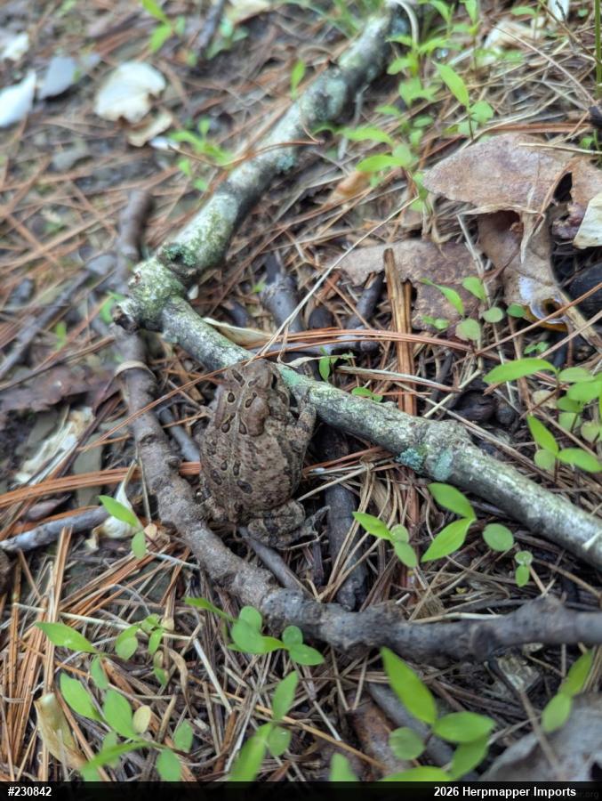 Eastern American Toad