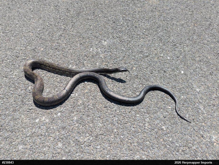 Eastern Ratsnake