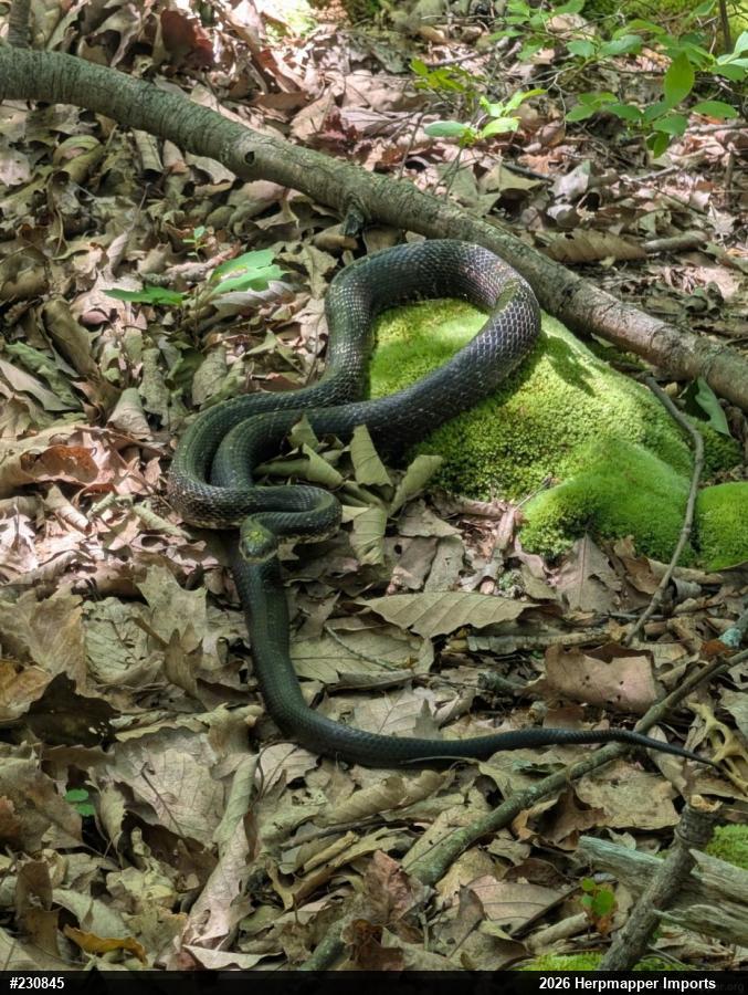 Eastern Ratsnake