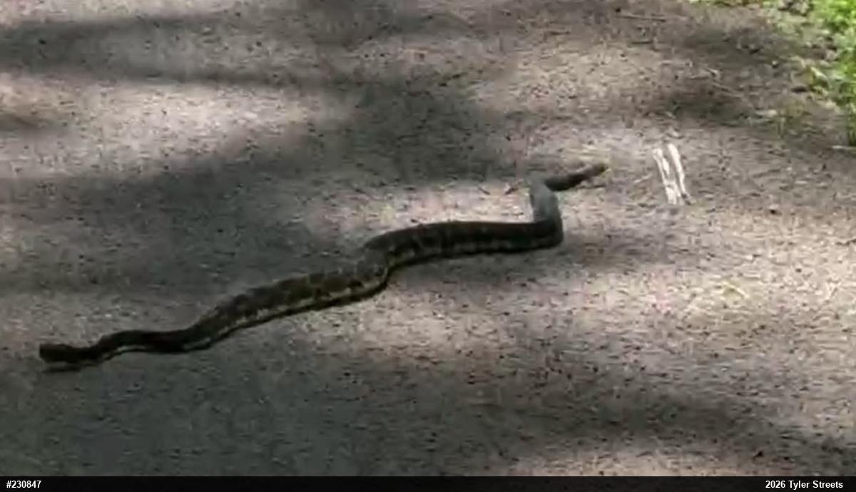 Timber Rattlesnake