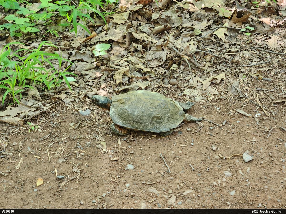 Wood Turtle