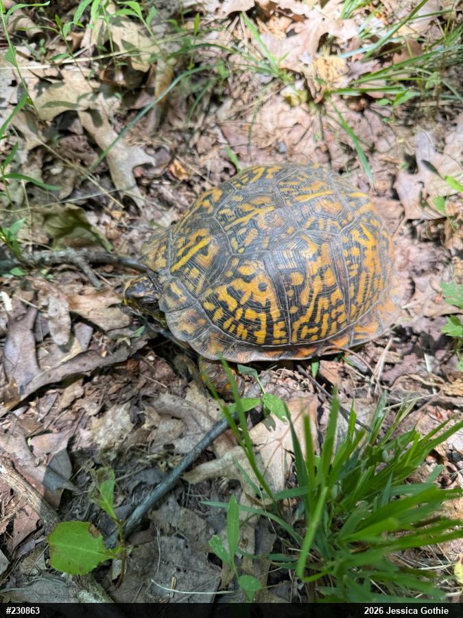 Eastern Box Turtle