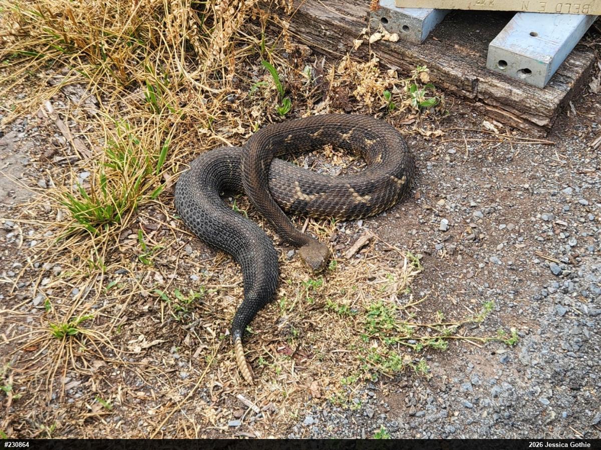 Timber Rattlesnake