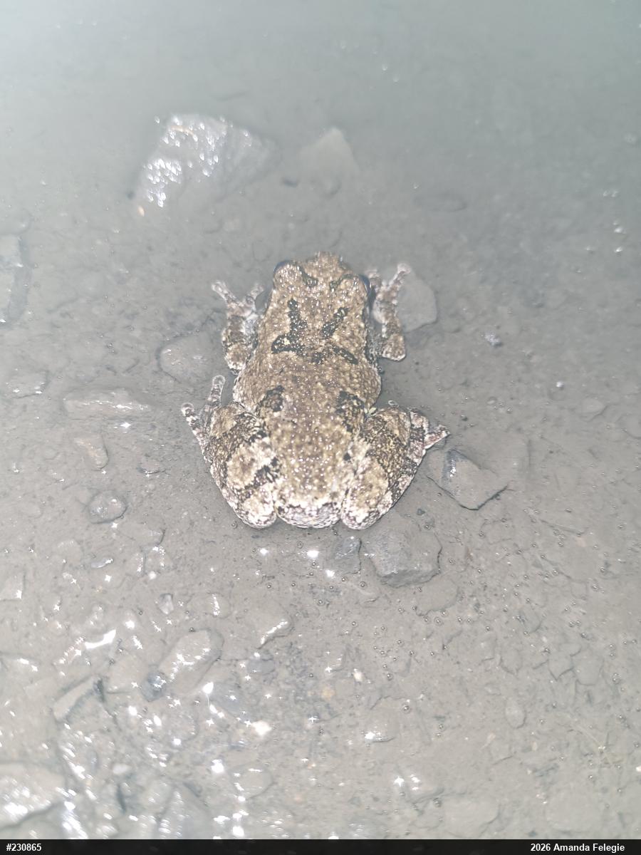 Unknown Gray Treefrog