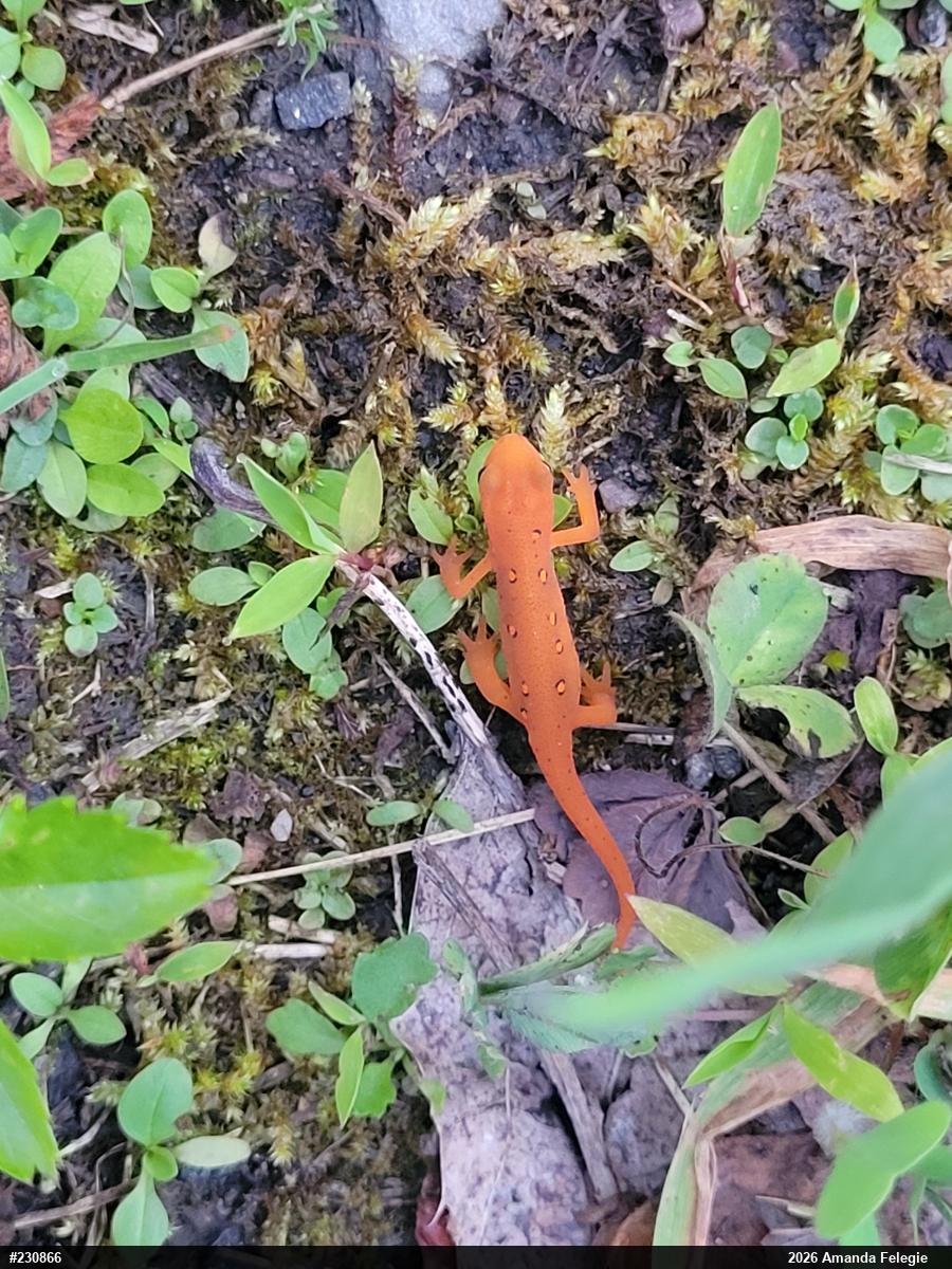 Red-spotted Newt