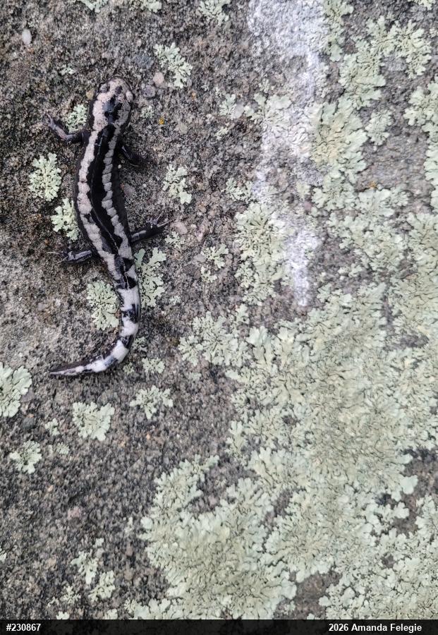 Marbled Salamander