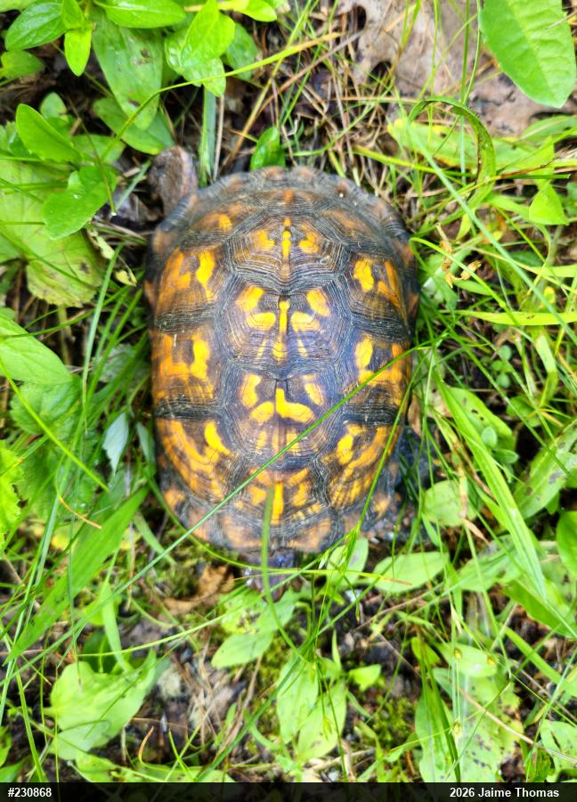Eastern Box Turtle