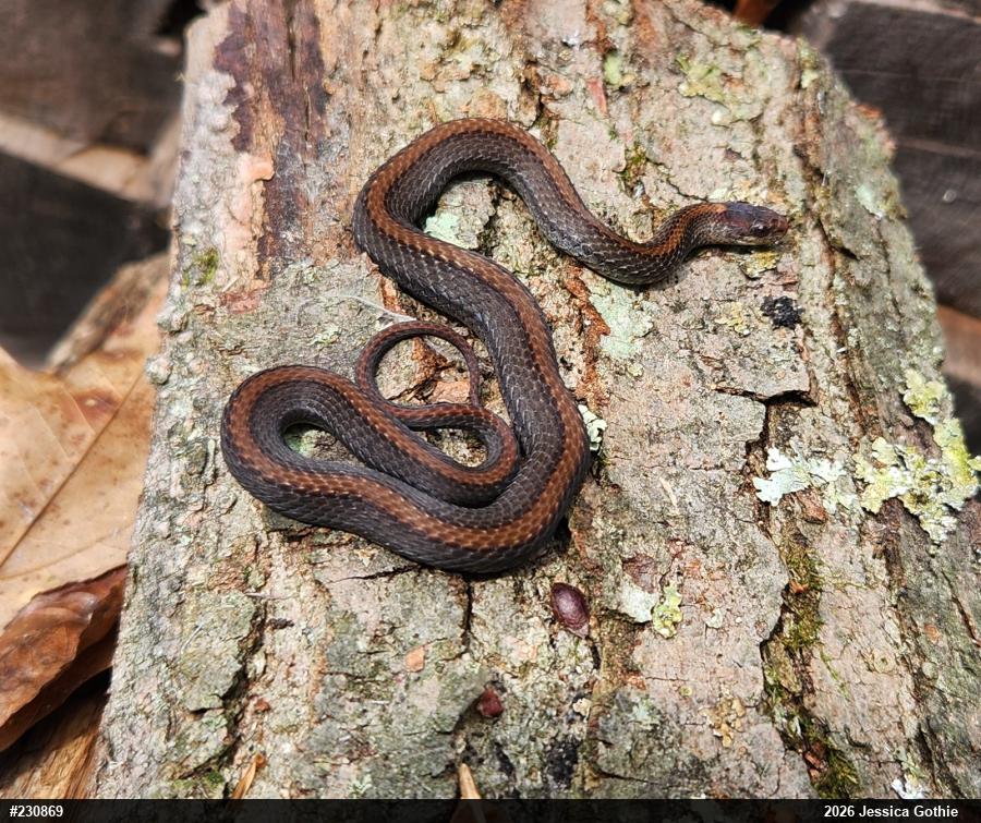 Red-bellied Snake