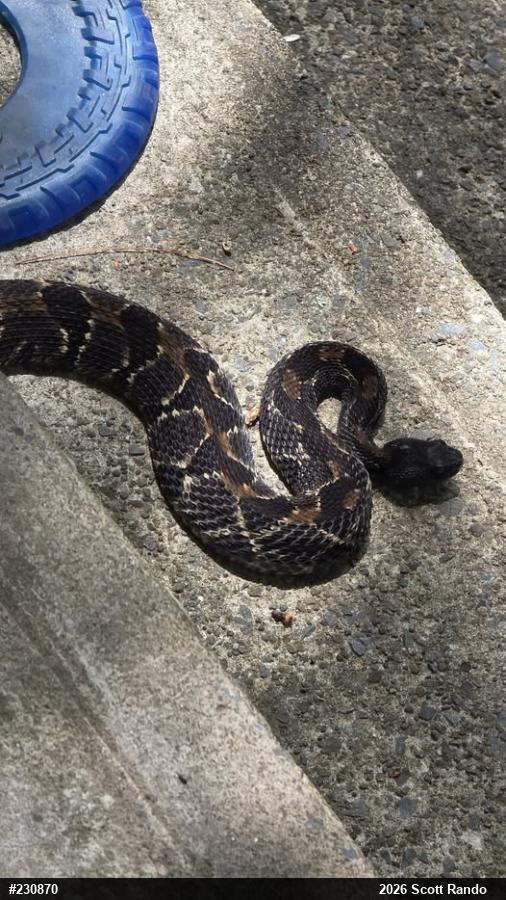 Timber Rattlesnake