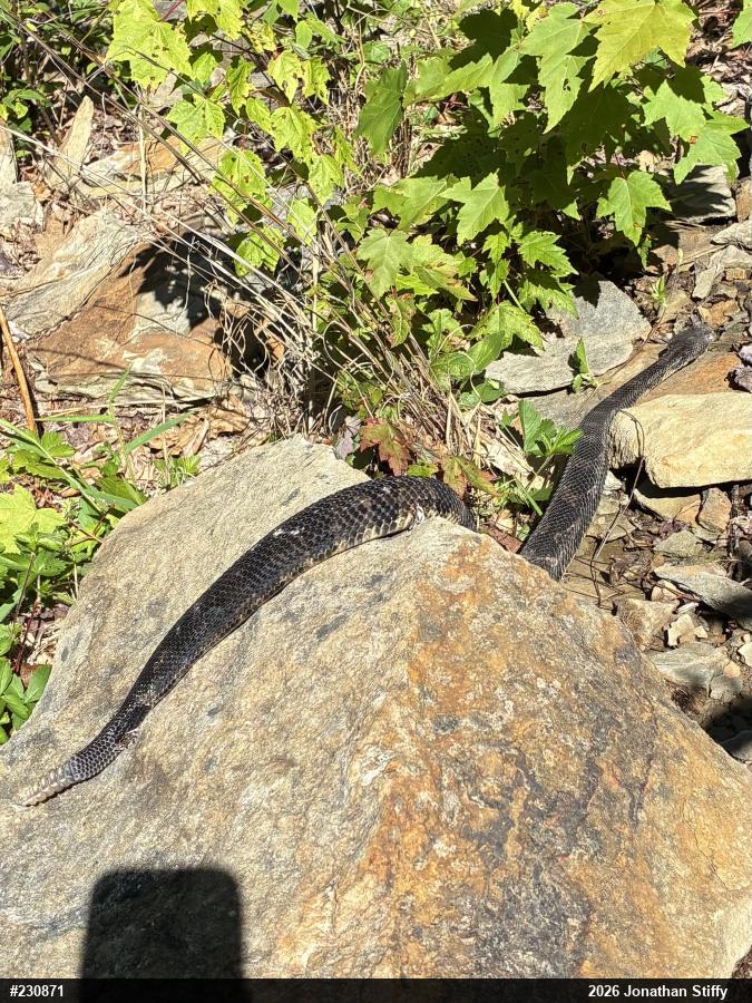 Timber Rattlesnake