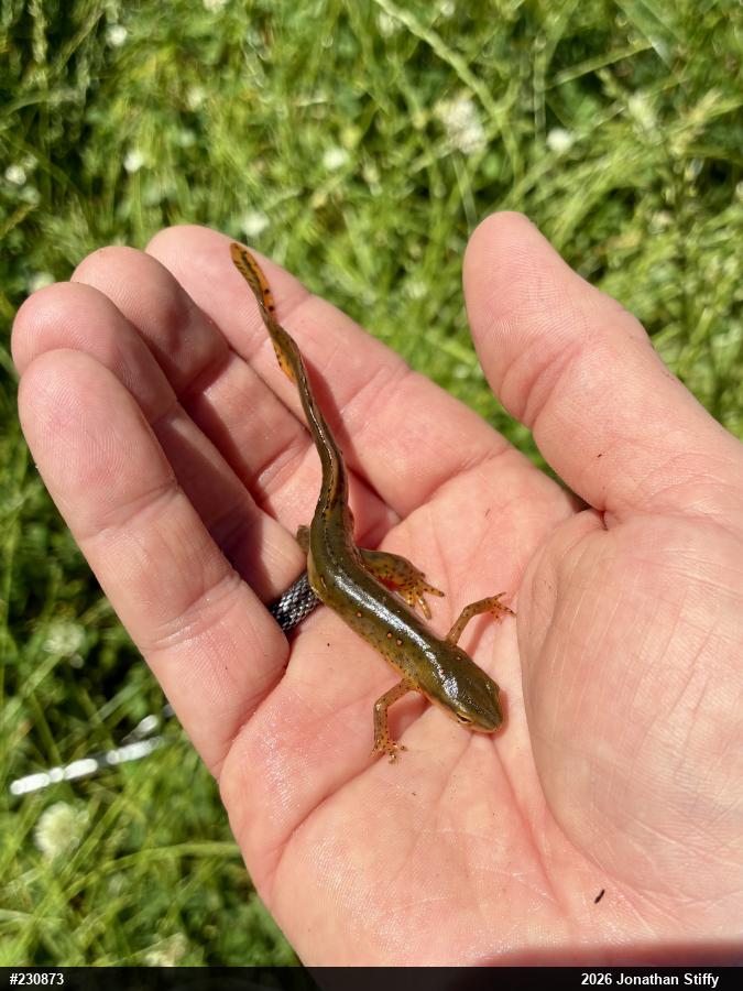 Red-spotted Newt
