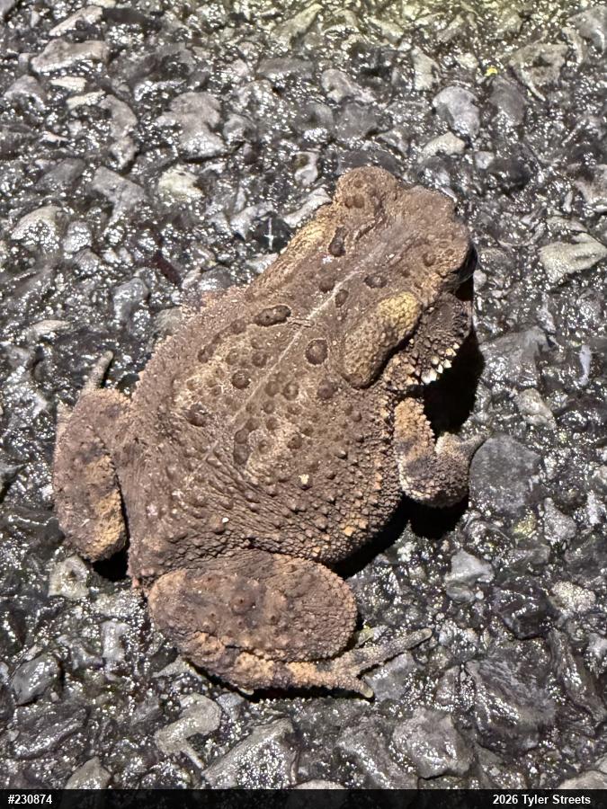 Eastern American Toad