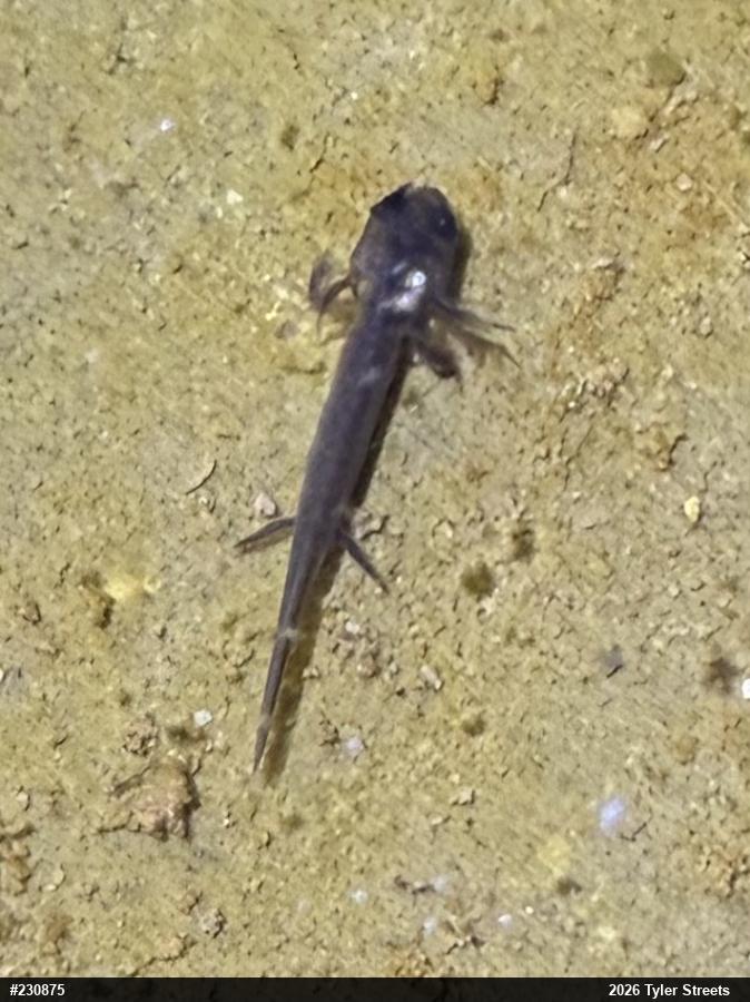 Spotted Salamander