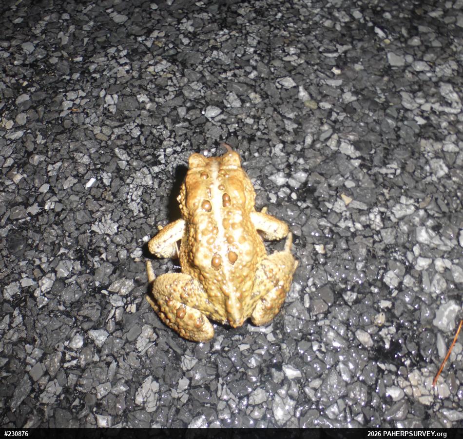 Eastern American Toad