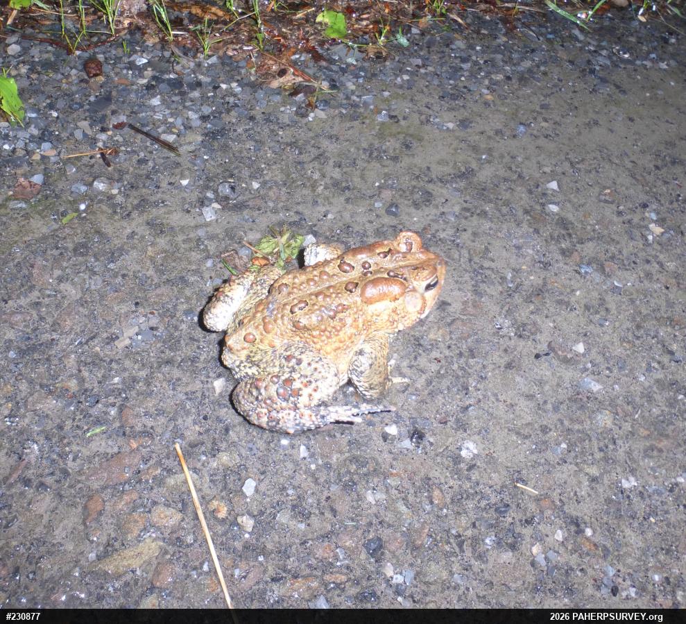 Eastern American Toad