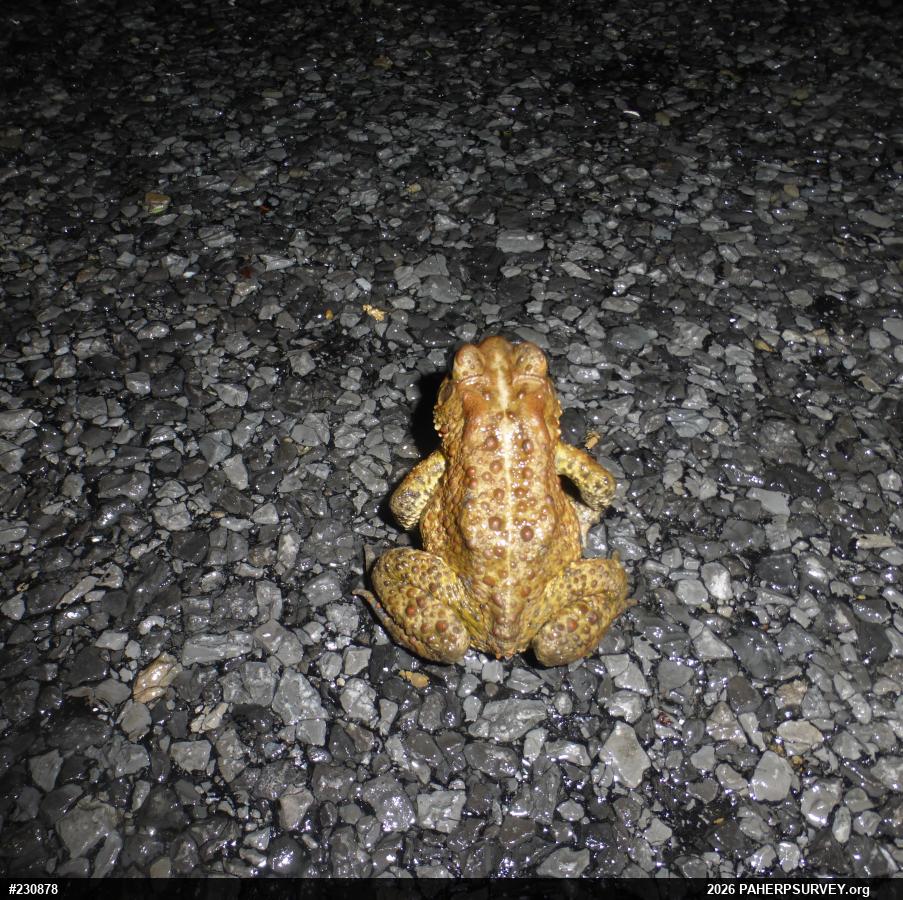 Eastern American Toad
