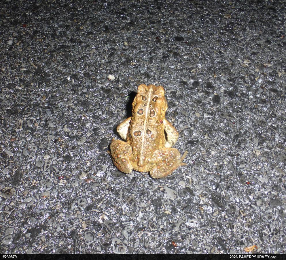Eastern American Toad