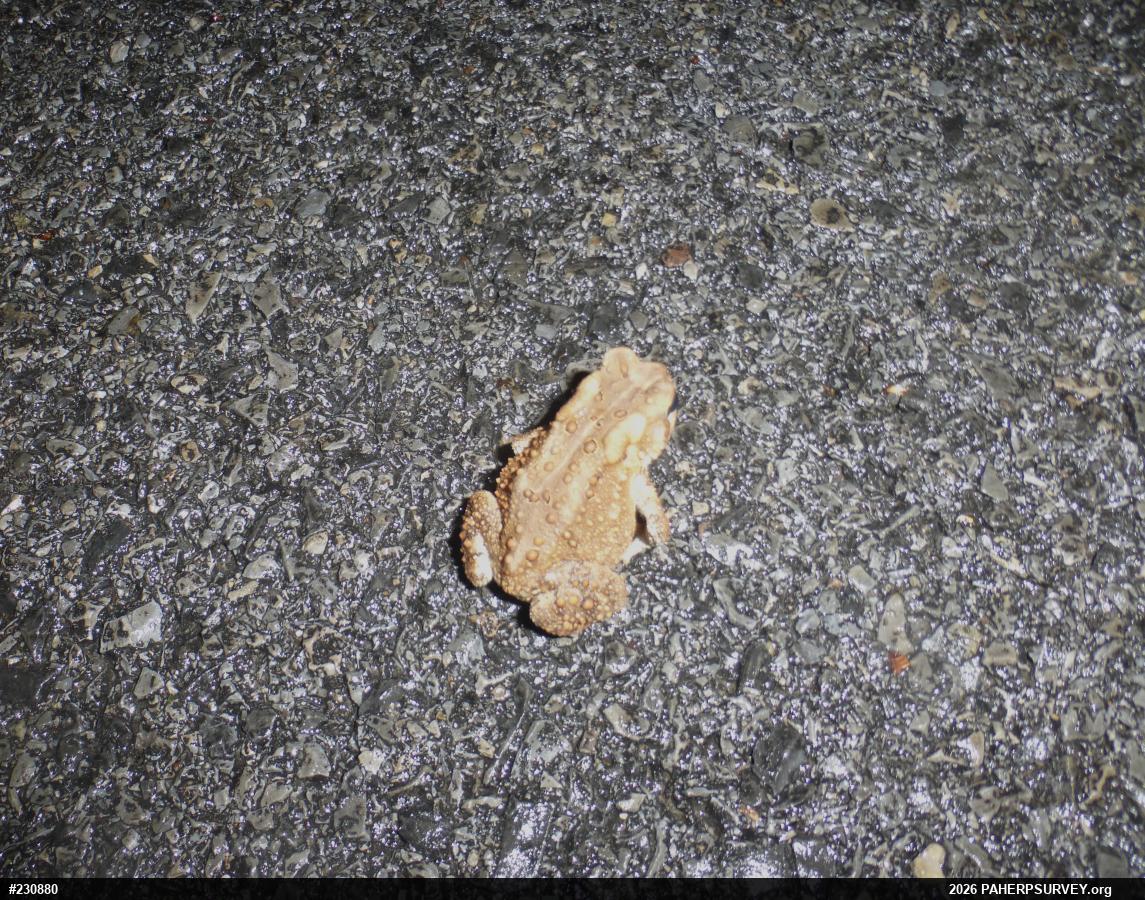 Eastern American Toad