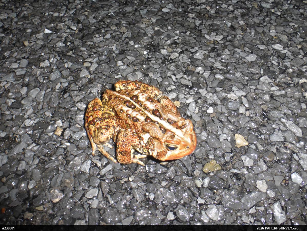 Eastern American Toad