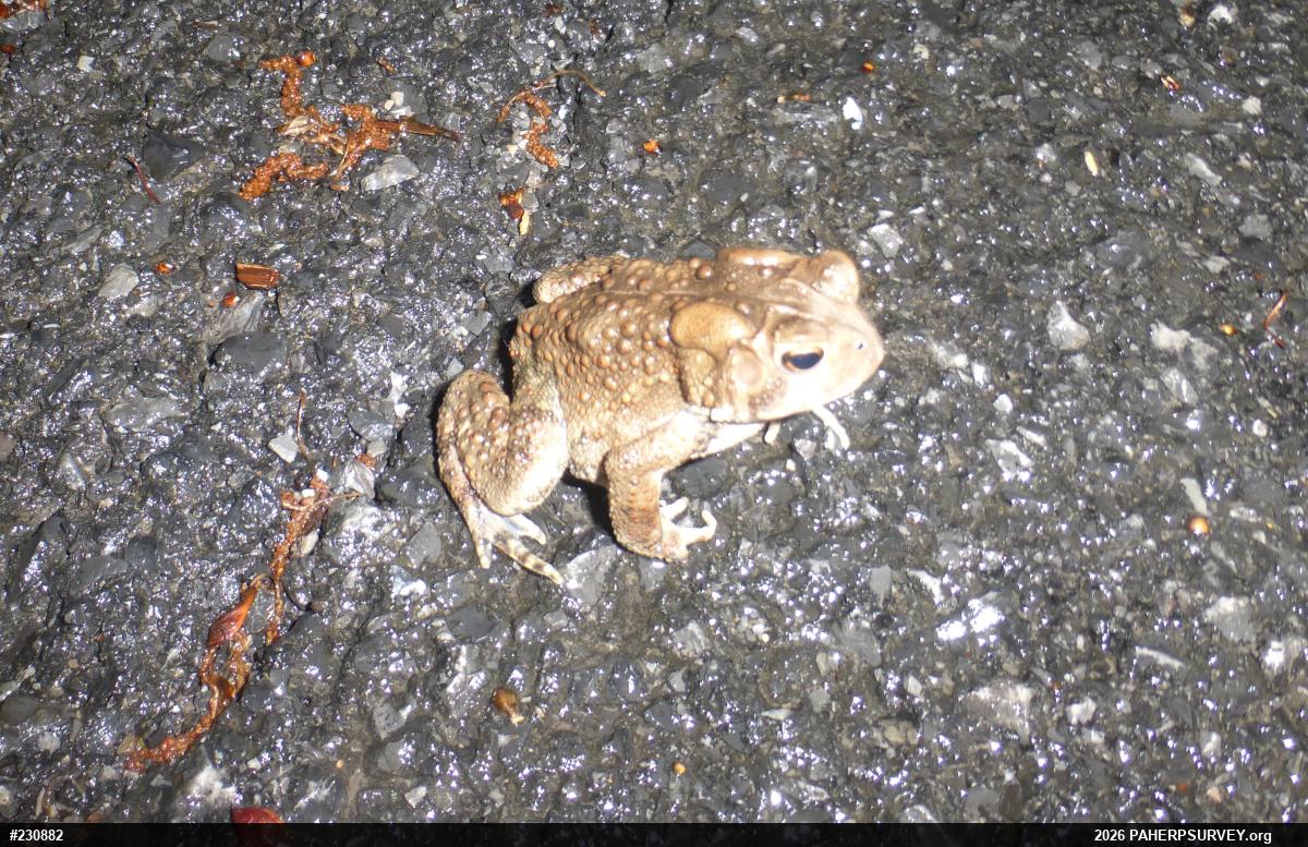 Eastern American Toad