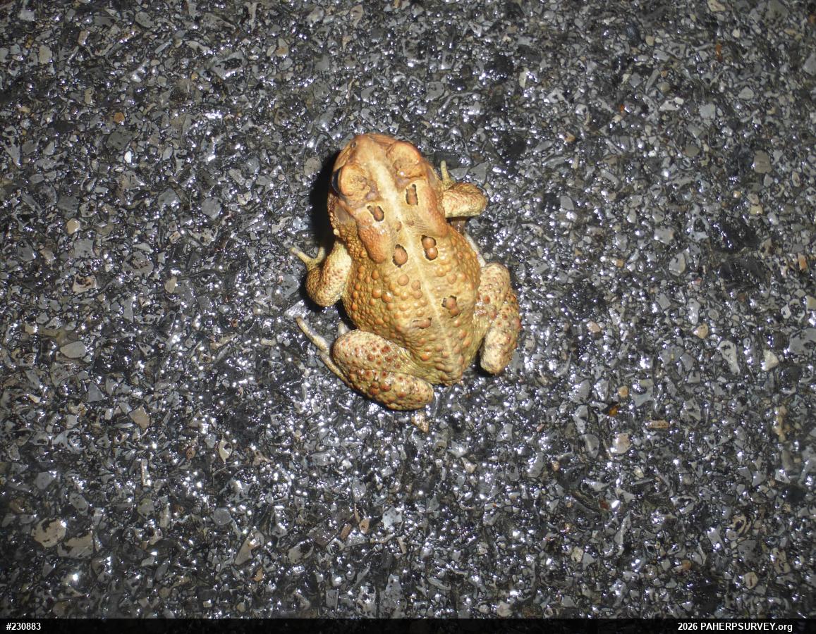 Eastern American Toad