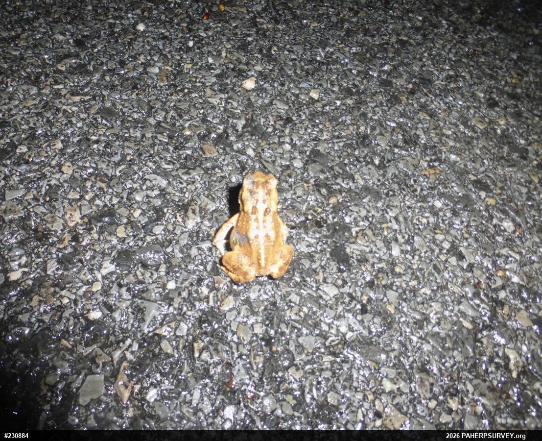 Eastern American Toad
