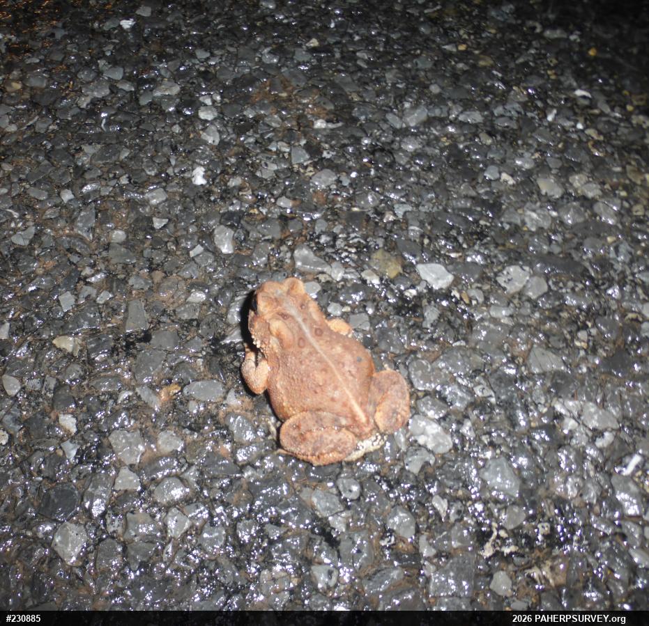 Eastern American Toad
