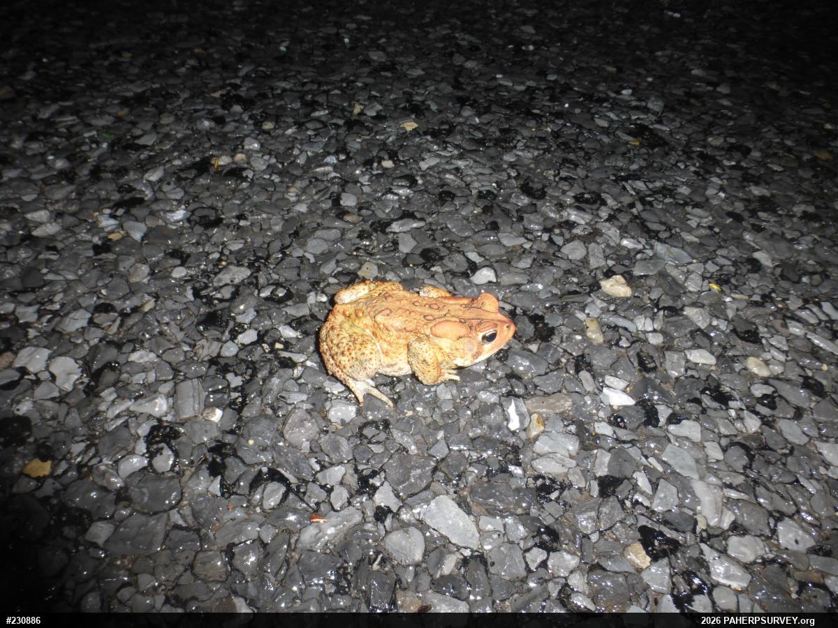 Eastern American Toad