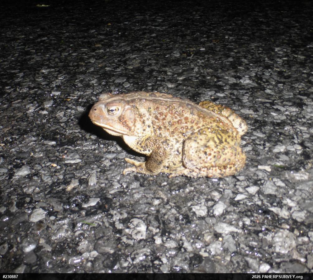 Eastern American Toad