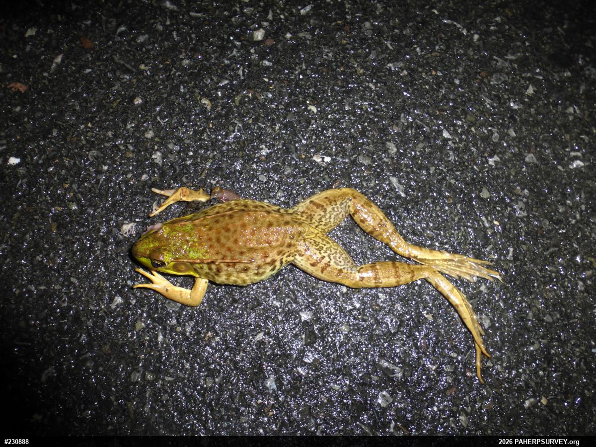 Green Frog